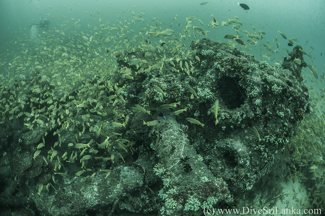 Hollyhock wreck, stern debris 2