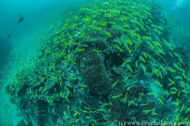 Hollyhock wreck, stern view